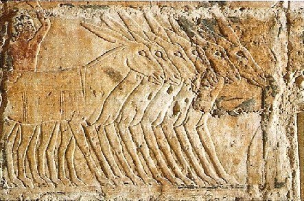 Le mythe de l'âne dans ANE ane-egypte-antique