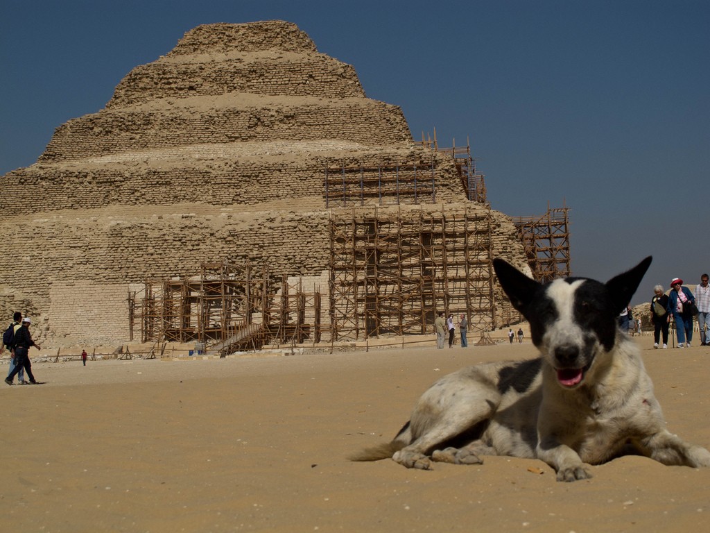 Chiens et Pyramide d'Egypte